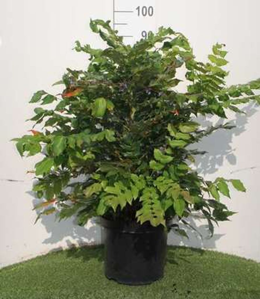 Mahonia japonica ( bealei) - Mahonie 50- 60 cm - Container