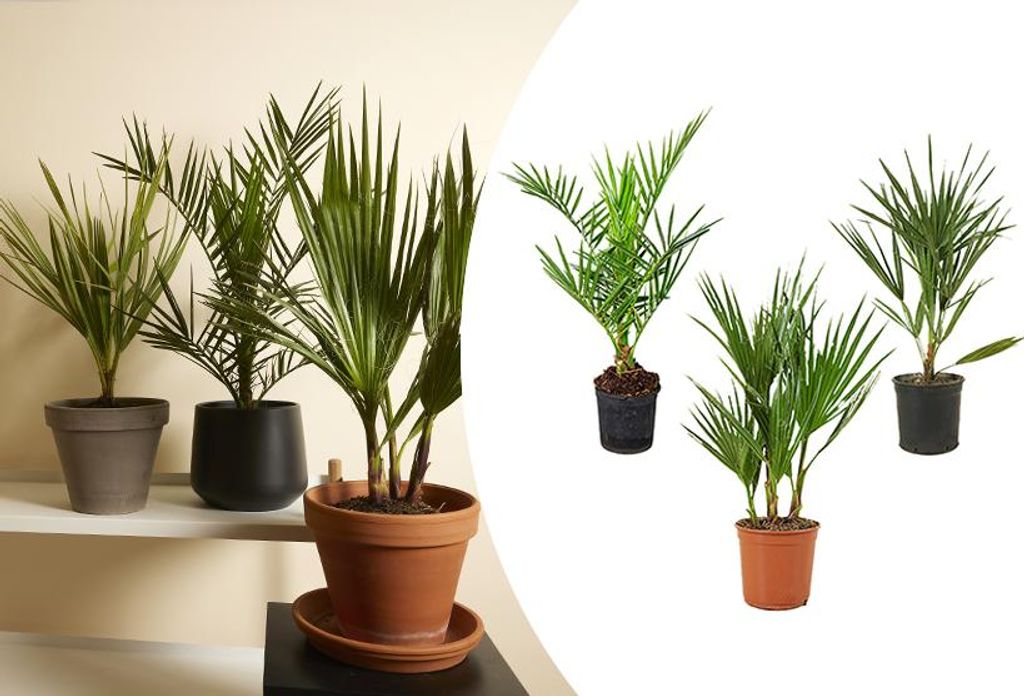 Bloomique - Mix aus 3 - Winterharte Palmen Mix - Washingtonia, Phoenix, Chamaerops - Winterharte Palme - Gartenpflanzen - 40-50 cm Hoch - Topf 14 cm