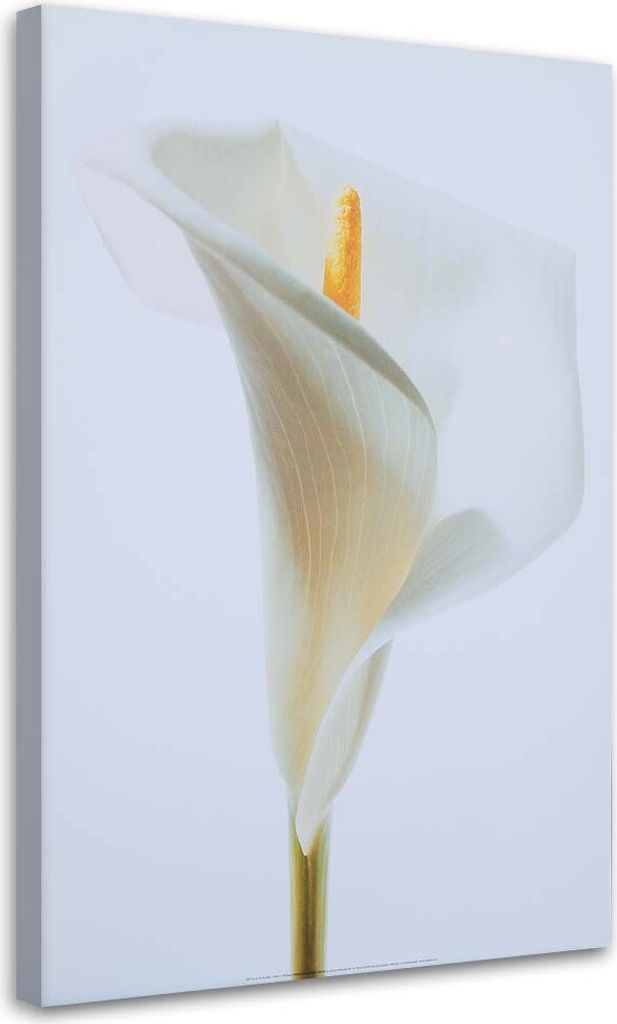 Leinwandbild weiße calla 70x100 cm Feeby beige wandbild Produktbild 