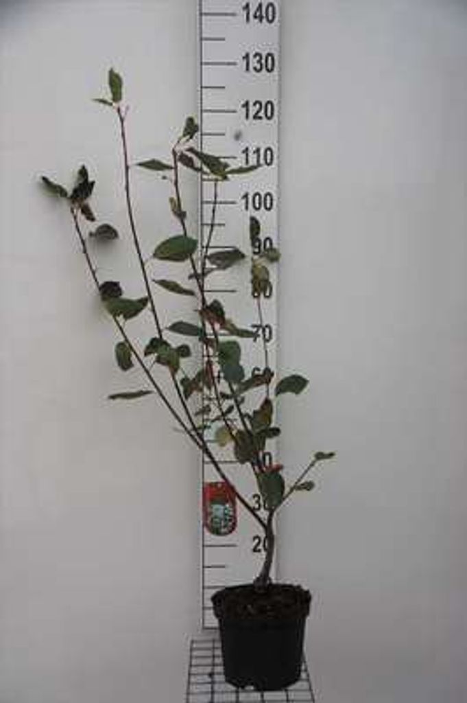 Amelanchier 'Ballerina' - Felsenbirne 60- 80 cm Container