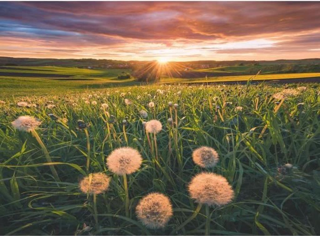 Puzzle 500 Teile, Pissenlits au crépuscule, Ravensburger, Hochwertiges Puzzle, Ab 12 Jahren