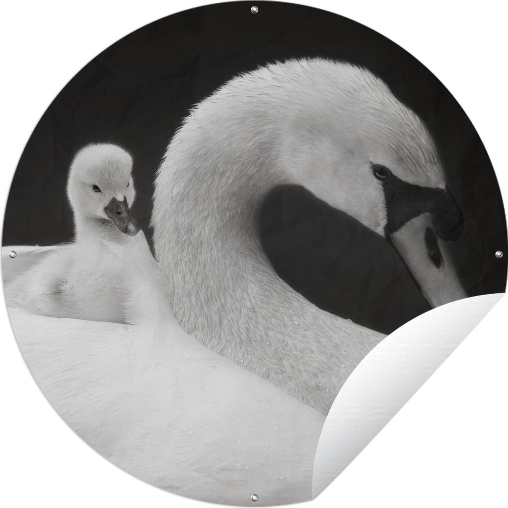 MuchoWow Gartenposter Outdoor-Poster Rund Weißer Schwan und sein Küken Ø 90 cm Gartendeko Rundes Poster draußen
