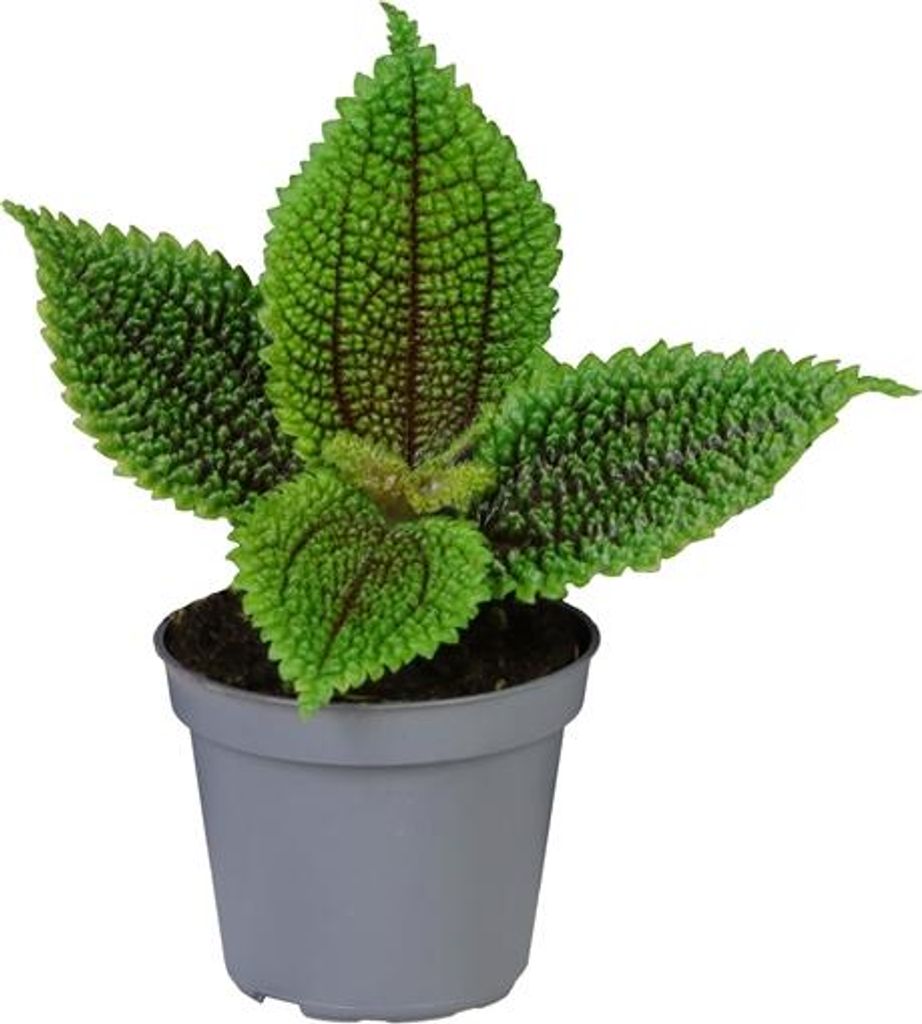 Gardners Pilea mollis Moon Valley, průměr 6 cm Obrázek produktu 