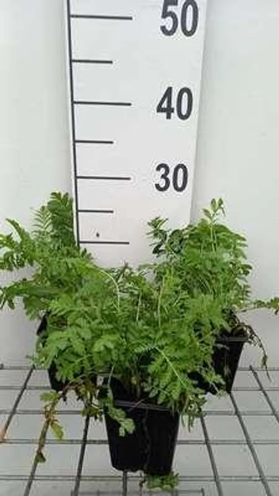 Tanacetum vulgare Marguerite - 6 plants robustes en pot carré de 9 cm