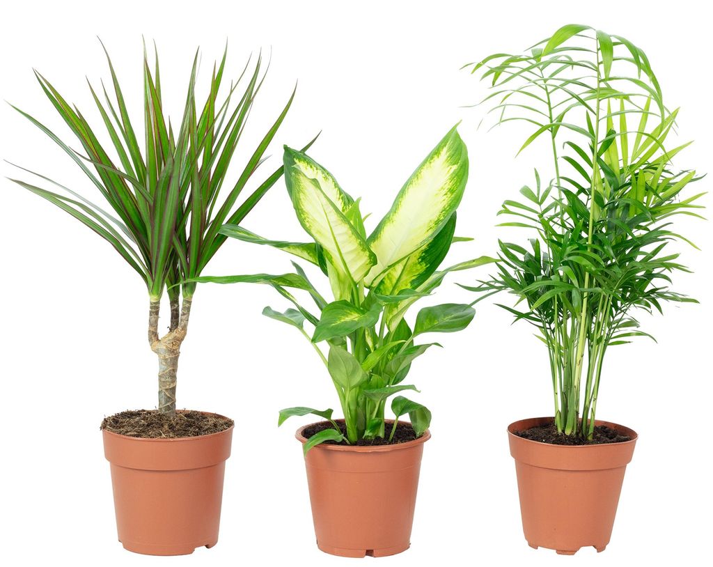 3er-Set pflegeleichte Zimmerpflanzen Chamaedorea, Dieffenbachie, Dracaena - luftreinigend - Topf-Ø 10-12 cm