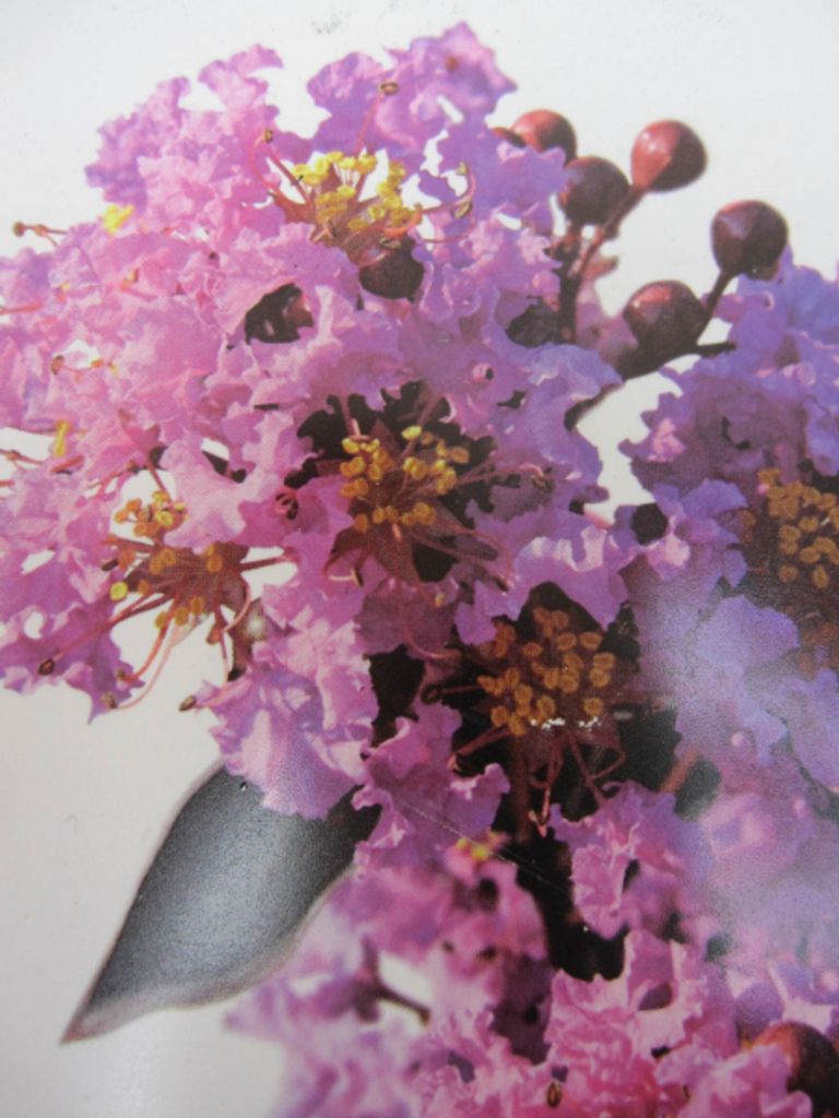 Chinesische Kräuselmyrte Black Diamond Lavander Lace - Lagerstroemia indica - 40-60cm