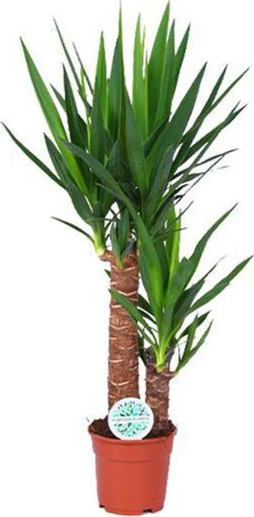 Yucca Rostrata Pied 70 cm : Finis les Arrosages avec cette Plante