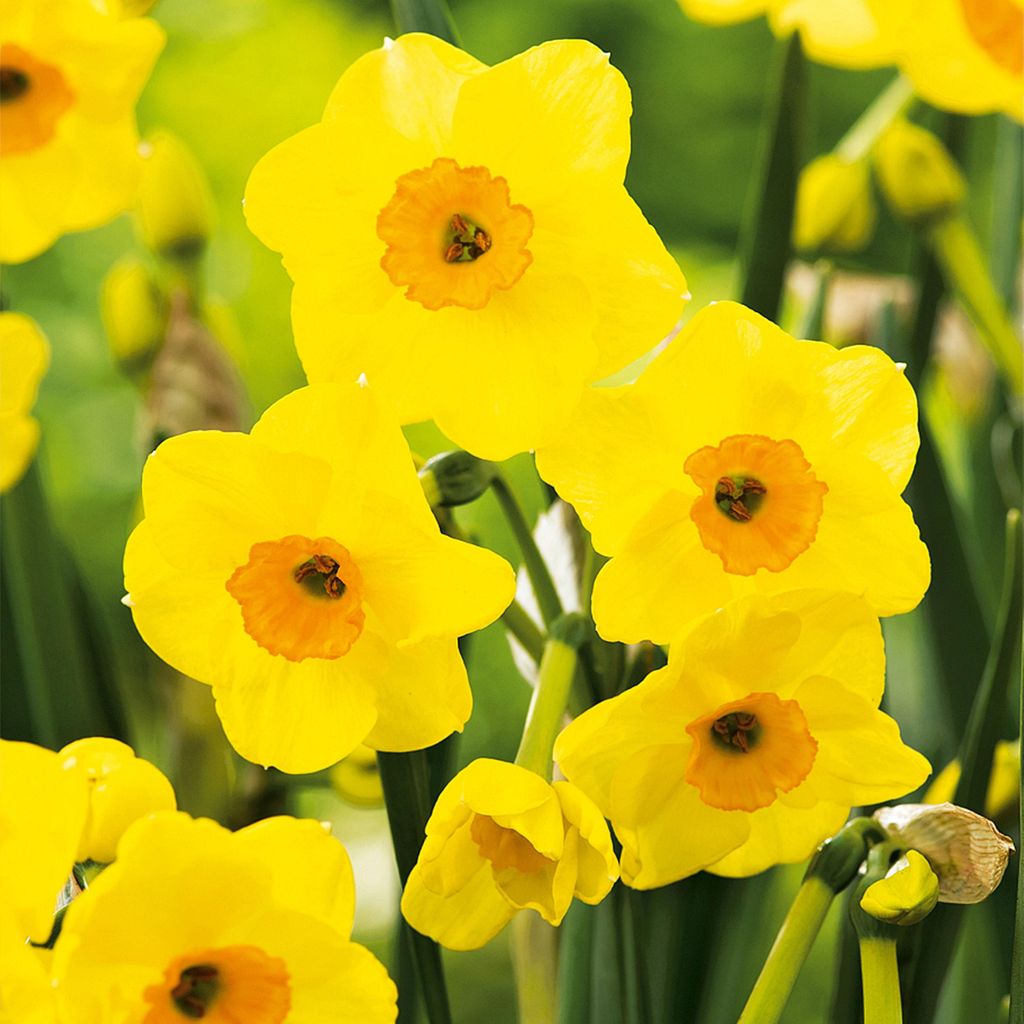 Bulbi di giunchiglia Bulbi di fiori Narcisi multifiore Immagine del prodotto 