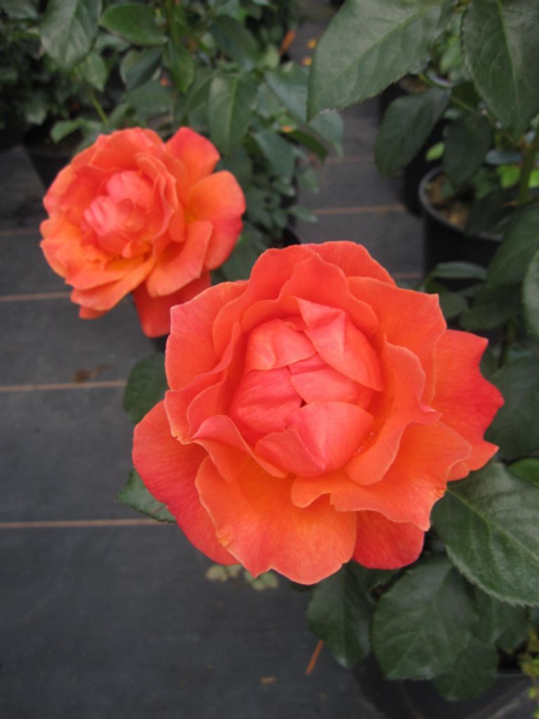 Beetrose Fellowship - Rosa Fellowship - orangerot - Harkness Rosen - Duft++
