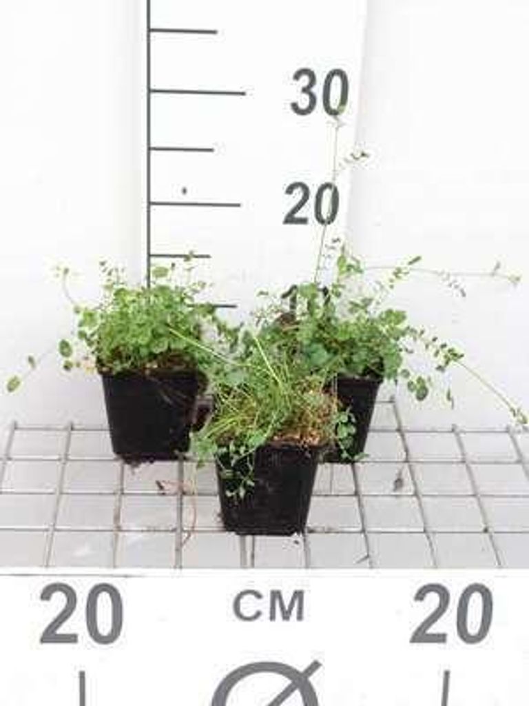 6 x Cardamine pratensis - Spugnola dei prati - vaso 9 x 9 Immagine del prodotto 