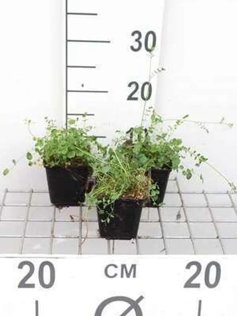 Plante de berge Cardamine pratensis Mousse des prés - Lot de 6 godets