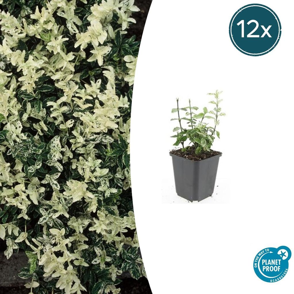 Bodendecker - Kriechspindel - Euonymus fortunei 'Harlequin' - 9cm Topf - Set mit 12 Pflanzen