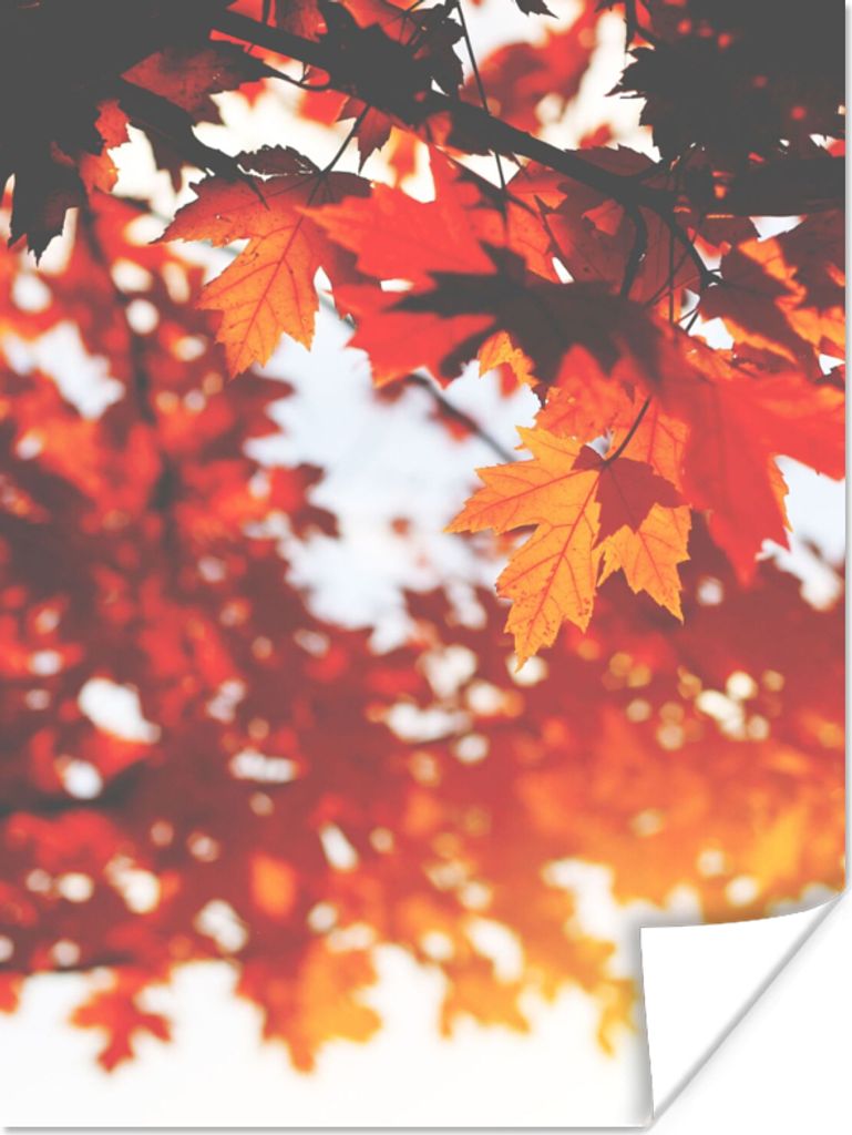 MuchoWow Poster Herbstliche Blätter - Rustikale Dekoration - Sonne 120x160 cm - Wandbilder