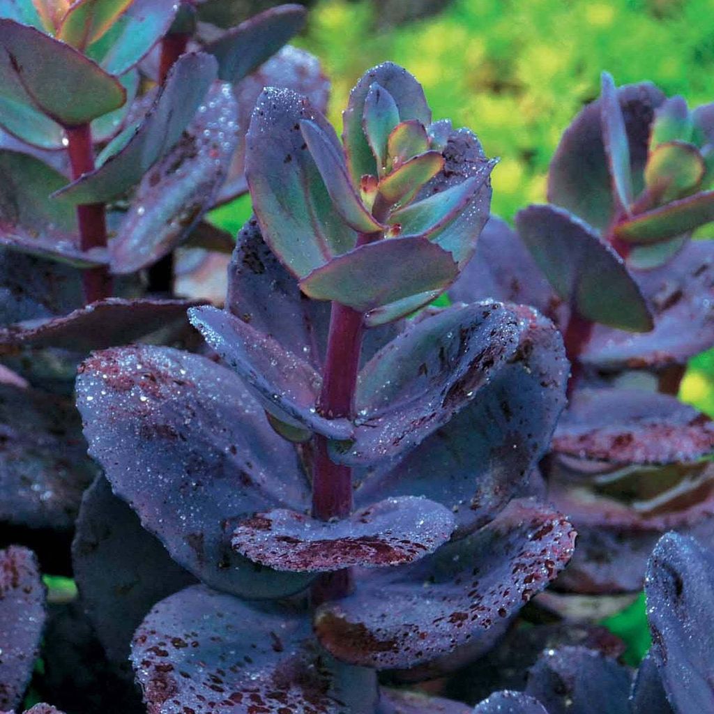Bakker.com - Sedum Blue Pearl, Der topf / Ø 9cm Produktbild 