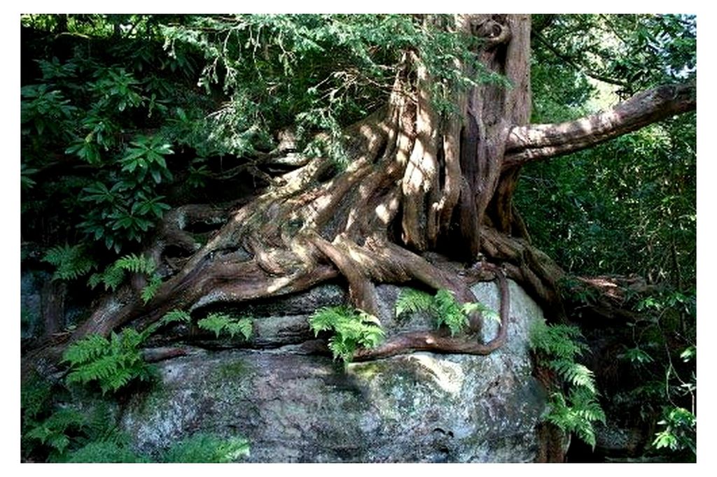 Eibe - Taxus baccata Samen