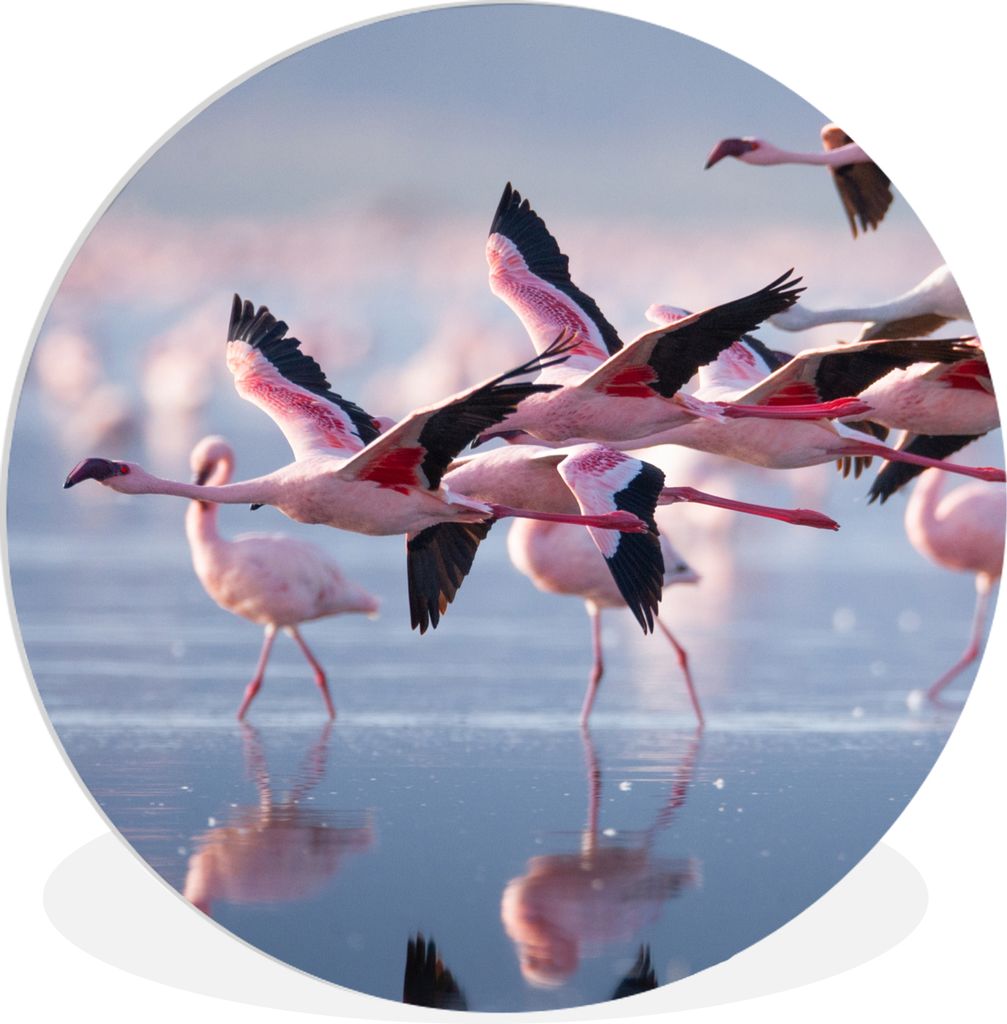MuchoWow Rundes Wandbild - Runde Bilder Flamingo - Vogel - Wasser - Rosa Ø 30 cm Kreis Wanddekoration Kunststoff - Wandkreis - Wandschmuck - Sch...