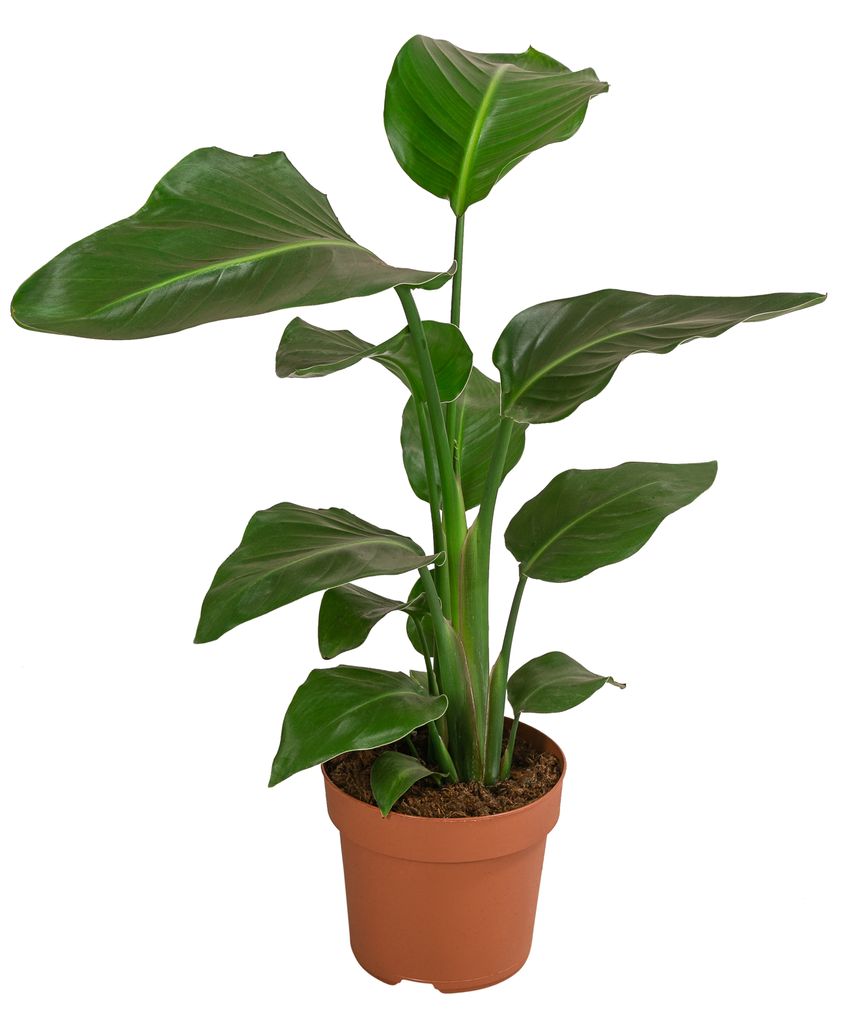 Dehner Baumstrelitzie Nicolai, große grüne Blätter, ca. 60 cm, Ø Topf 17 cm, Zimmerpflanze