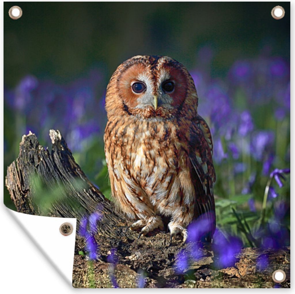 MuchoWow 100x100 cm Outdoor-Poster Gartendeko Sichtschutz Garten Poster für den Garten Ein Waldkauz zwischen violetten Blumen