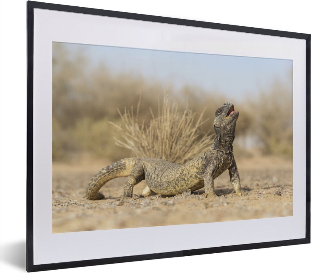 MuchoWow MuchoWow Gerahmtes Poster Eine starke und kräftige Eidechse 40x30 cm - Poster mit zchwarzem Bilderrahmen - Bilderrahmen - Poster im R...