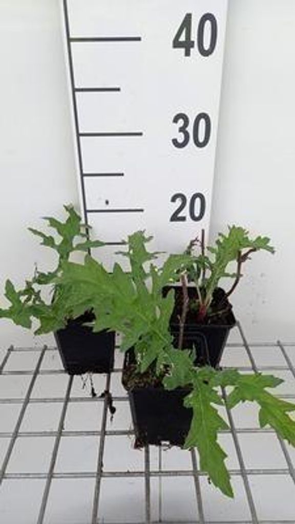 6 x Echinops bann. 'Taplow Blue' - Kugeldistel - Topf 9 x 9 cm