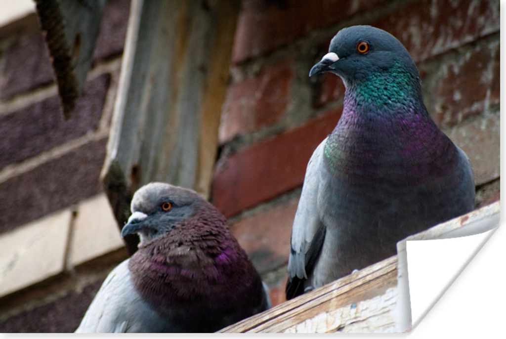 MuchoWow Poster Zwei Tauben auf dem Rand eines Holzgebäudes 180x120 cm - Fotoplakat