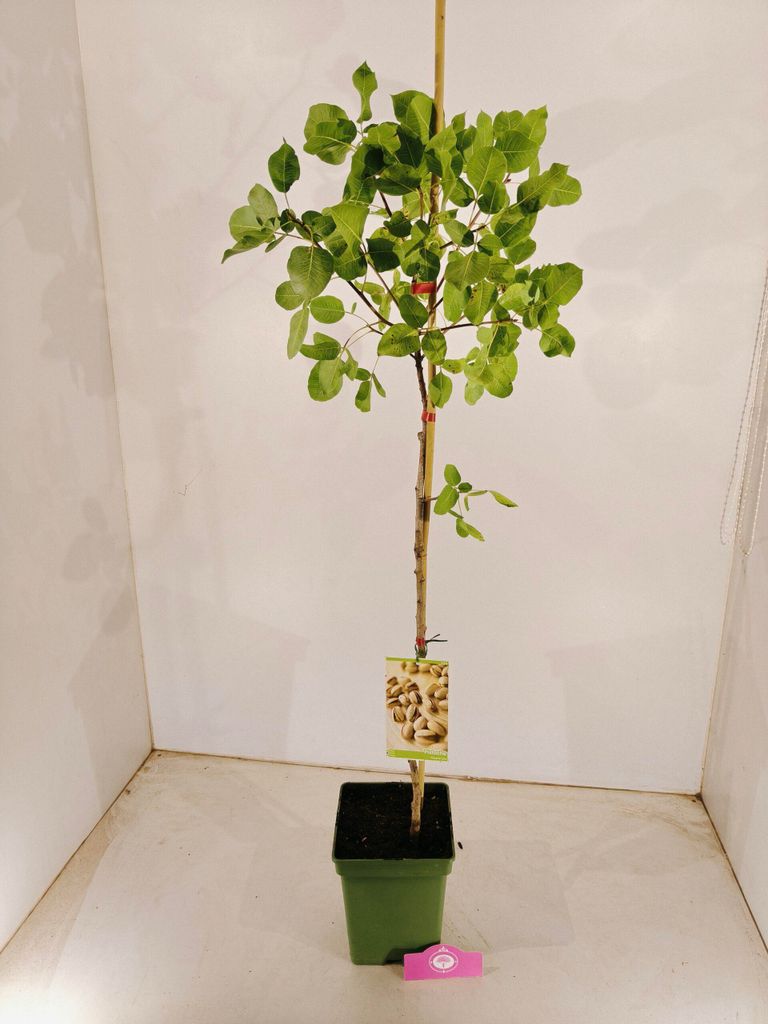 Set mit 2 Pistachia vera – männlich und weiblich – Produktbild 