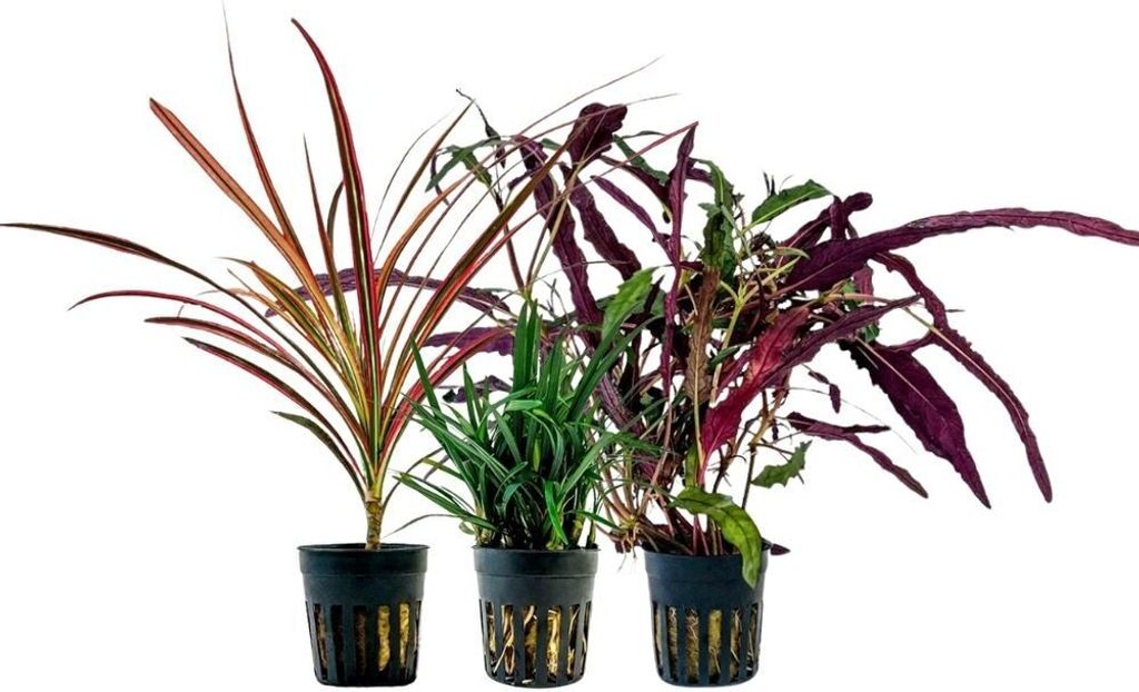 Pflanzen Set mit 3 lebenden Terrarienpflanzen Paludariumpflanzen AquaOne Nr.277