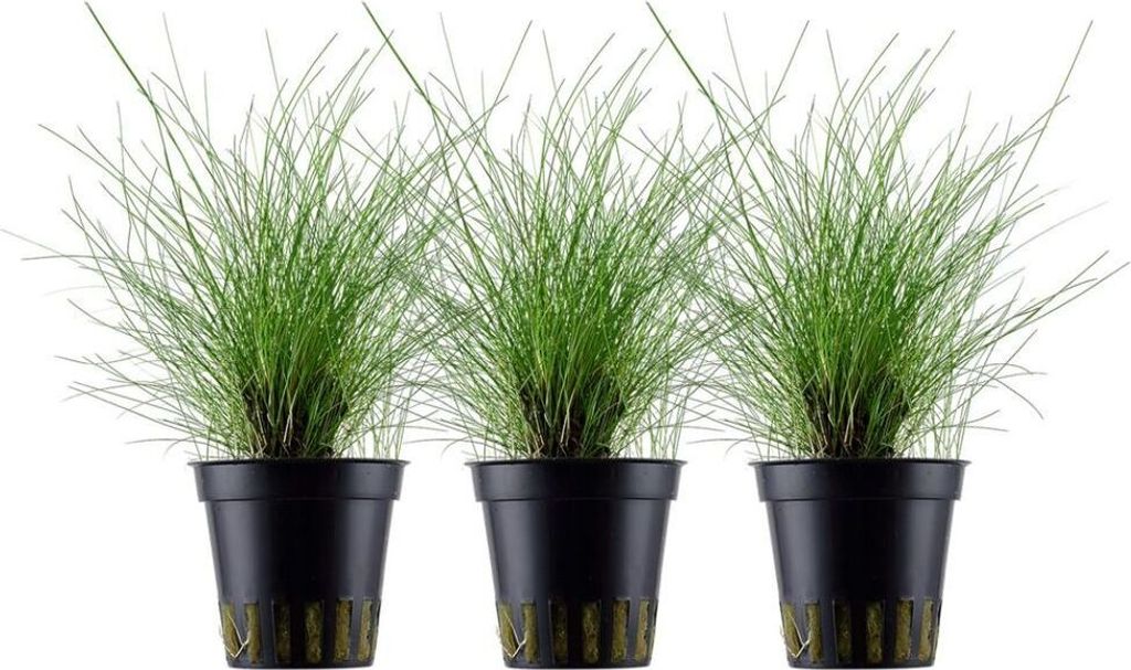 Aquarium Pflanze 3 Stück Eleocharis parvula Wasserpflanze Produktbild 
