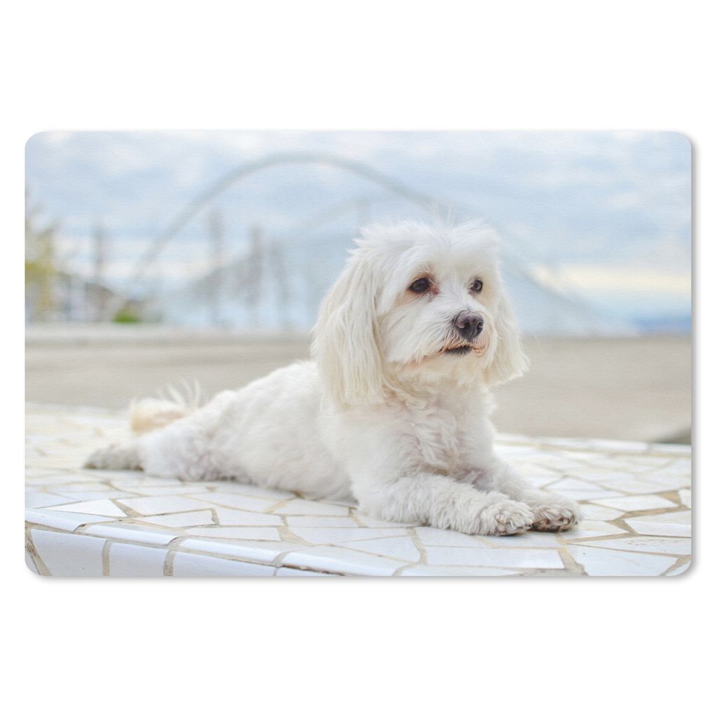 MuchoWow Mauspad Mousepad Ruhiger Malteser entspannt sich 27x18 cm - Mousepads - Maus Mat - Pad - Mausunterlage - Büroartikel - Desk Matten