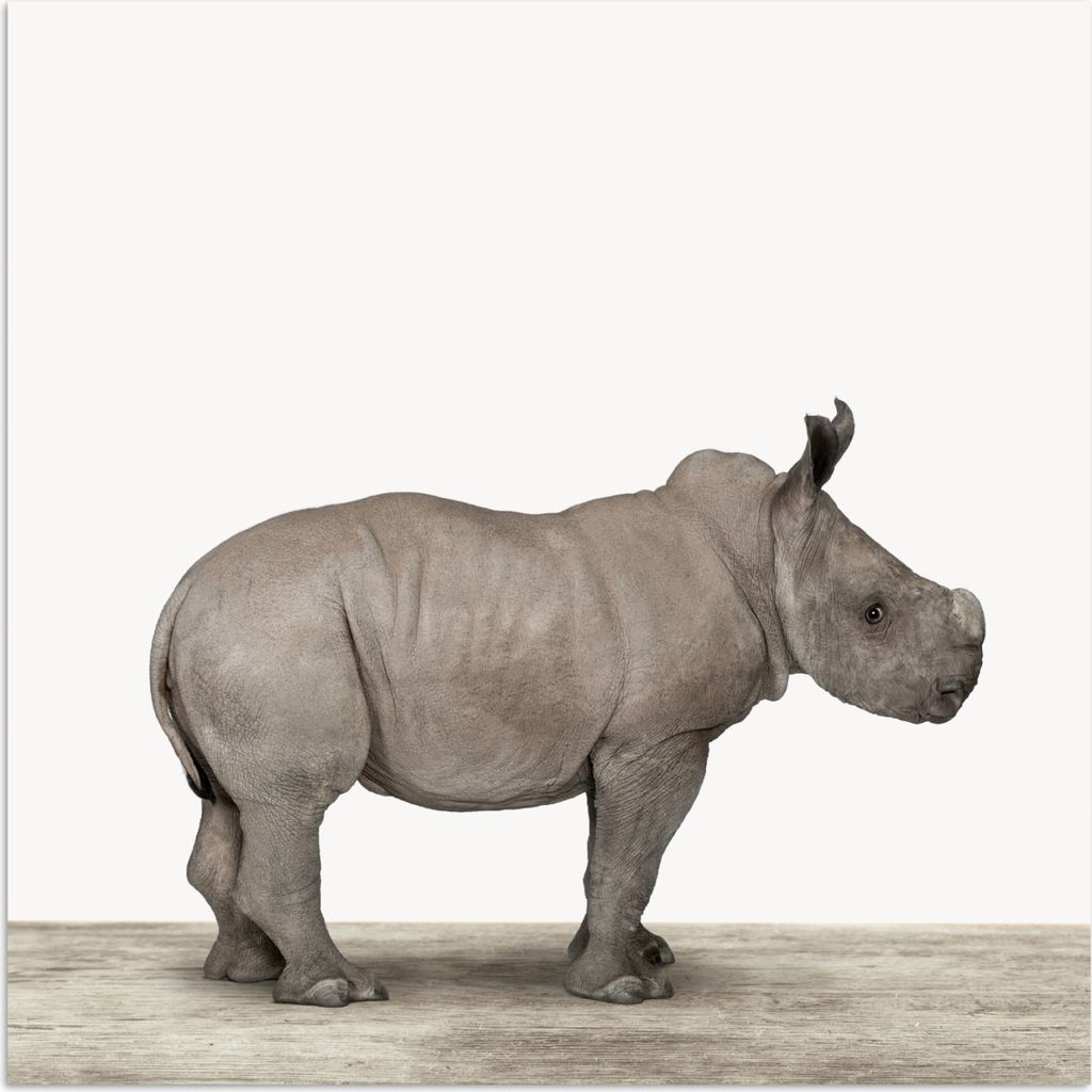 MuchoWow Poster Rhinozeros - Tiere - Jungen - Mädchen 75x75 cm - Wand Dekoration