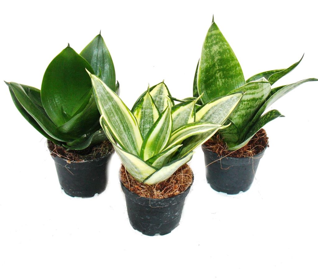 Sansevieria trifaciata hahnii - 3 versch. Pflanzen im 5,5cm Produktbild 
