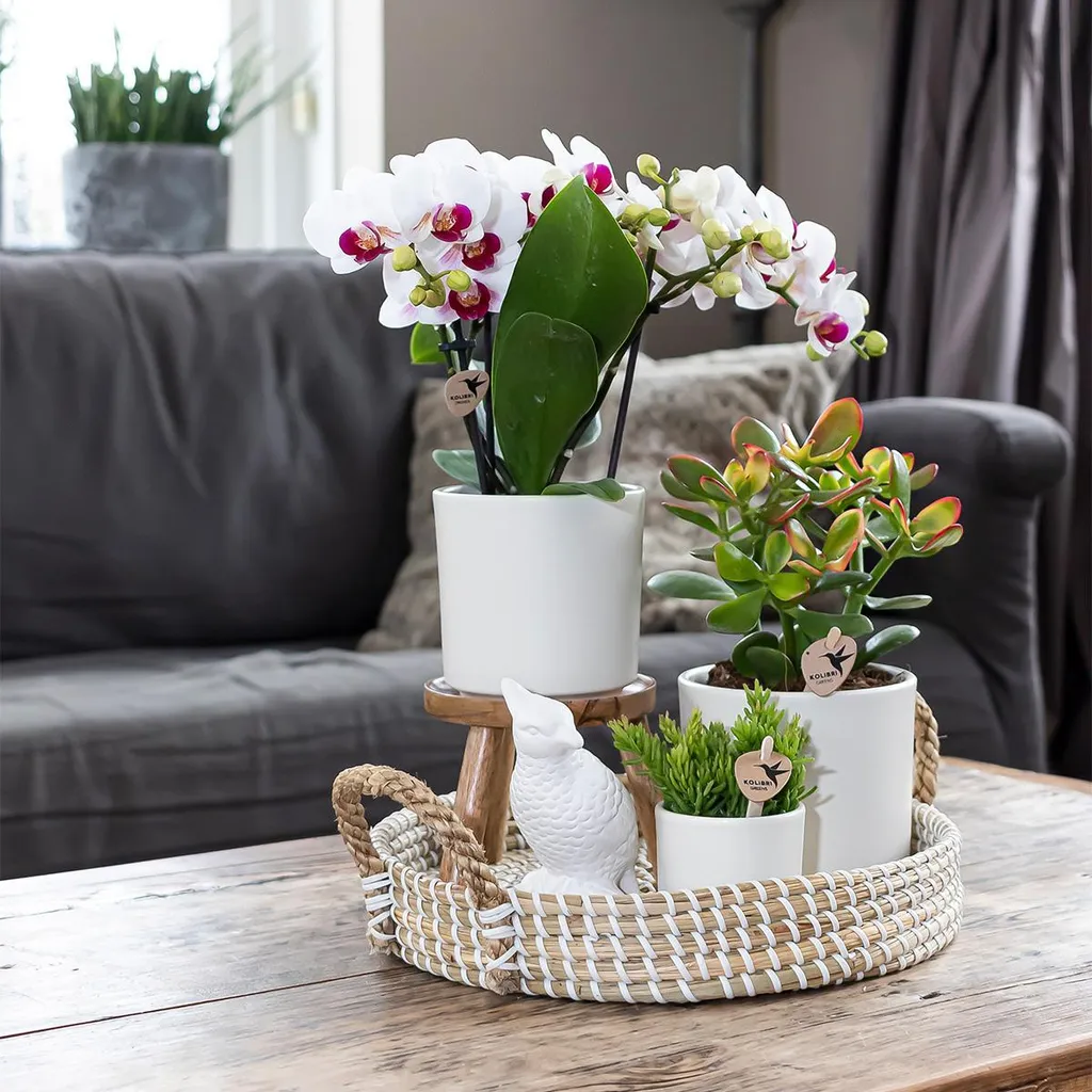 Pot de fleurs blanc Ø 9 cm pour succulentes et herbes aromatiques