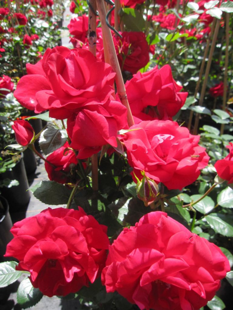 Rosa The Princes Trust syn. Baikal - Kletterrose - karminrot - Duft+ - Harkness-Rose