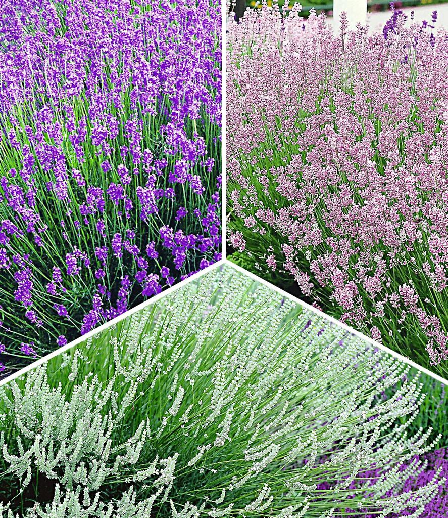 BALDUR Garten 9er Winterharte Stauden Lavendel-Sortiment, Pflanzen im 9x9 cm-Topf, blau, rosa, weiß, Duftlavendel, Lavandula angustifolia, echter ...