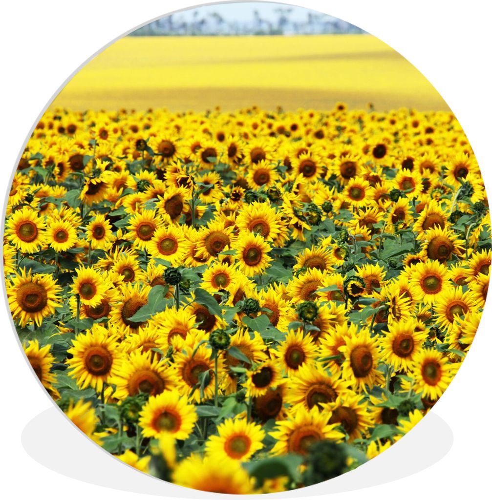 MuchoWow Rundes Wandbild - Runde Bilder Sonnenblume - Blumen - Natur Ø 90 cm Kreis Wanddekoration Kunststoff - Wandkreis - Wandschmuck - Wand-Kr...