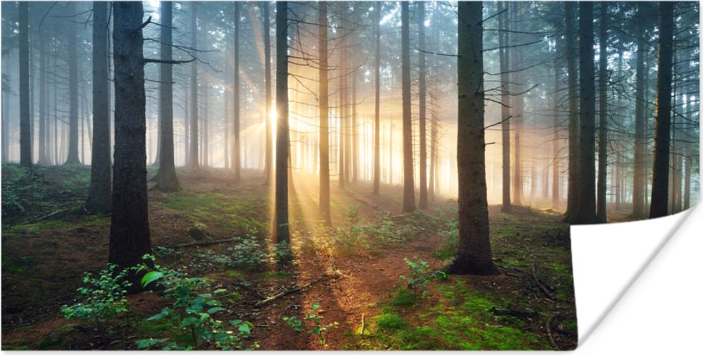 MuchoWow Poster Wald - Baum - Pflanze 120x60 cm - Bild