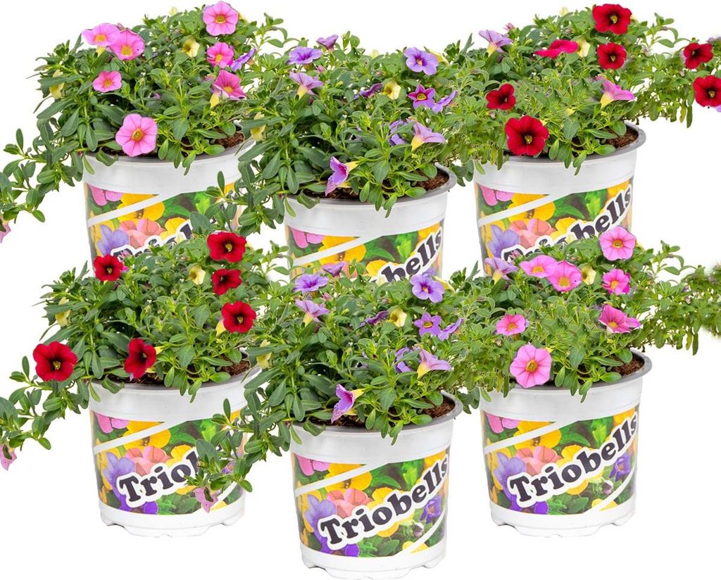 Bloomique - Mix 6 - Calibrachoa - Petunia drobnokwiatowa - Zdjęcie produktu 