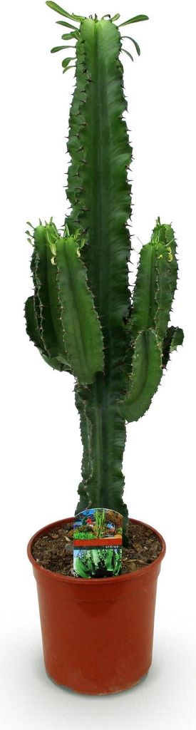 Kaktus Euphorbia Eritrea (africký mliecny strom) 70cm, Obrázok produktu 