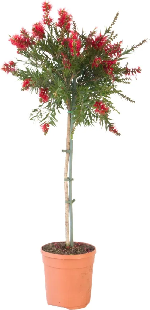 Plante Rince-bouteille Callistemon Splendens : arbuste résistant au soleil