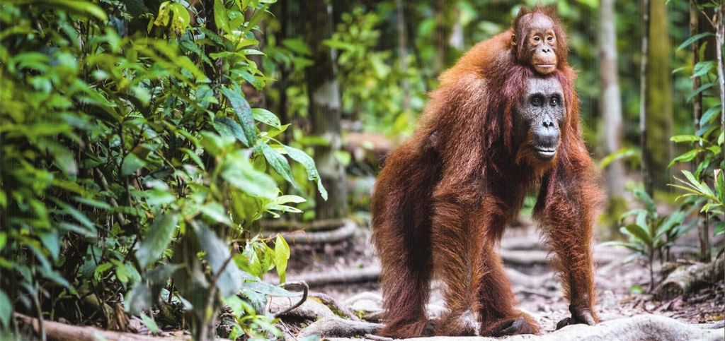 GEO-Postkarte XXL "Orang-Utan"