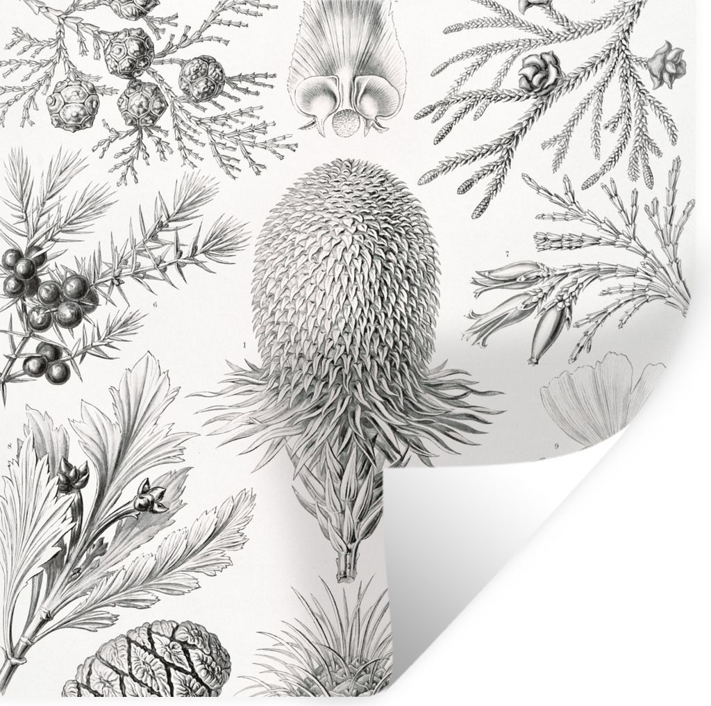 MuchoWow Wandtattoo Wandsticker Wandaufkleber Koniferen - Ernst Haeckel - Kunst - Retro - Illustration - Natur 30x30 cm Selbstklebend und Reposit...