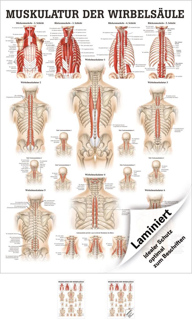 Muskulatur der Wirbelsäule Poster Anatomie 70x50 cm medizinische Lehrmittel