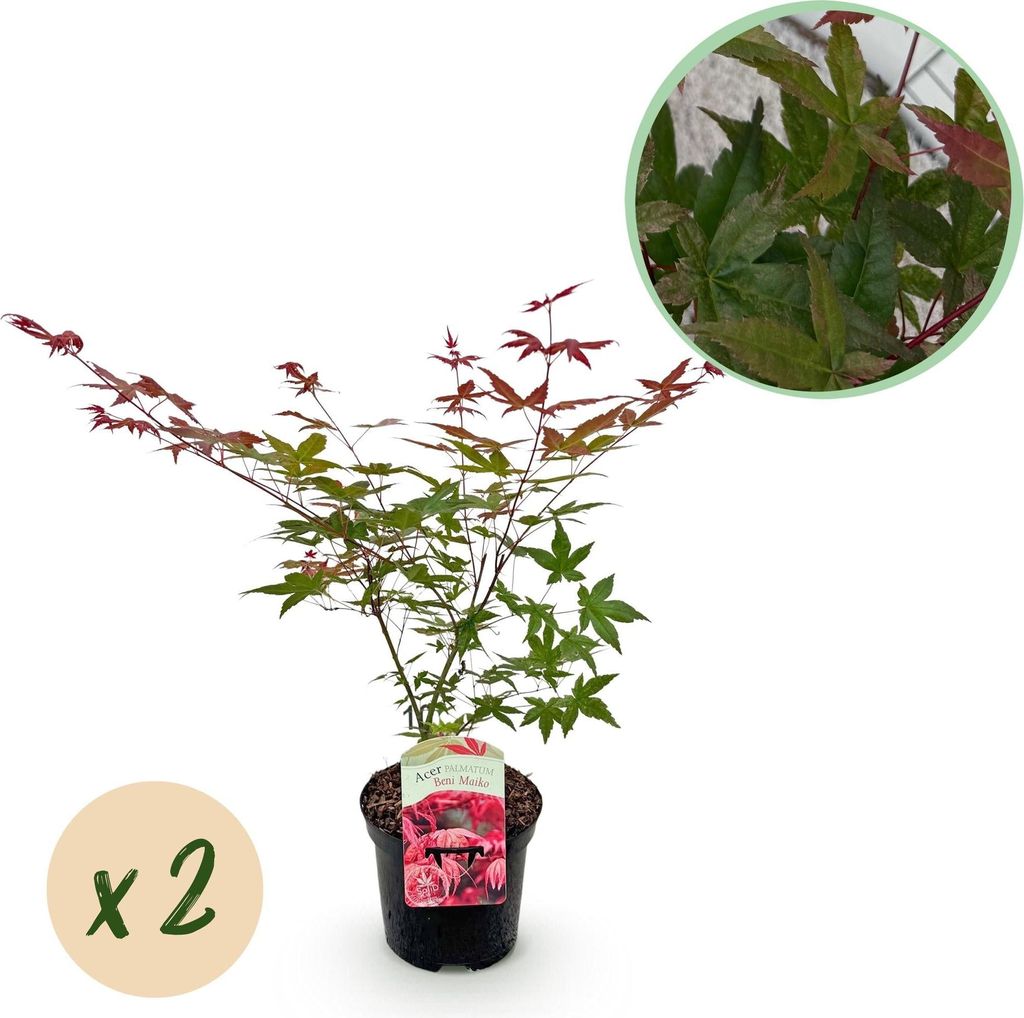Japanischer Ahorn Acer palmatum 'Beni Maiko' 2 Pflanzen 70cm Ø19cm Gartenpflanze
