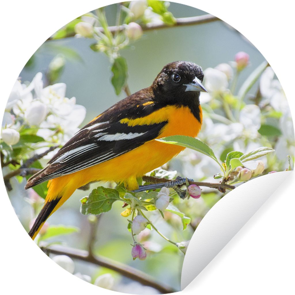 MuchoWow Runde Wandtattoo - Wandsticker Tapete Aufkleber Vogel - Blumen - Farben Ø 30 cm Selbstklebend und Repositionierbar - Wandaufkleber - Kr...