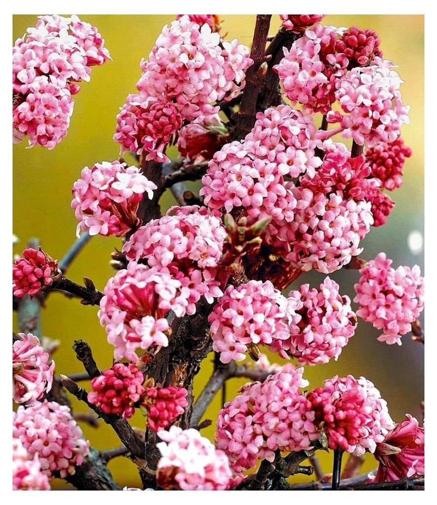 Duft-Schneeball Dawn, Pflanze im 2-Liter-Topf, Viburnum bodnantense, winterhart, mehrjährig, pflegeleicht, blühend, Vanilleduft
