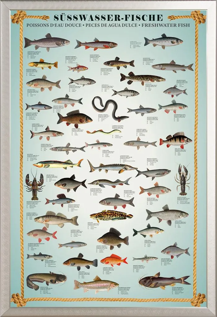 Poster Pesci d'Acqua Dolce con Cornice Shinsuke Argento - Arredo Didattico