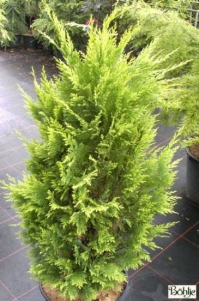 Chamaecyparis lawsoniana Kelleriis Gold - Scheinzypresse - 40-60