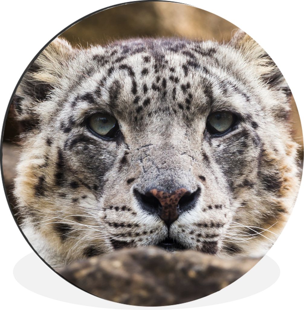 MuchoWow - Wand Bild - Wohnzimmer - Runde Bilder - Alubilder - Kunst für zu Hause - Aluminium - Wanddekoration