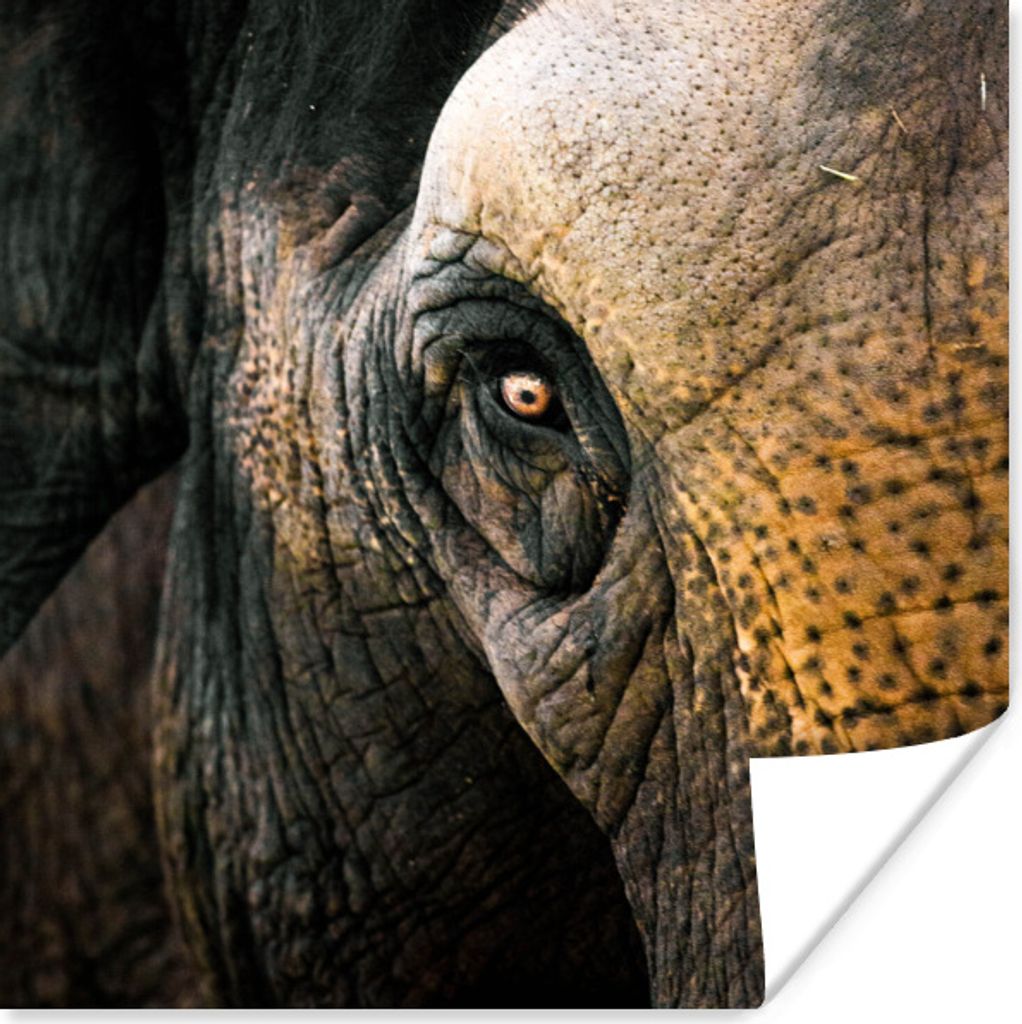 MuchoWow Poster Nahaufnahme eines Elefantenauges 75x75 cm - Wand Dekoration