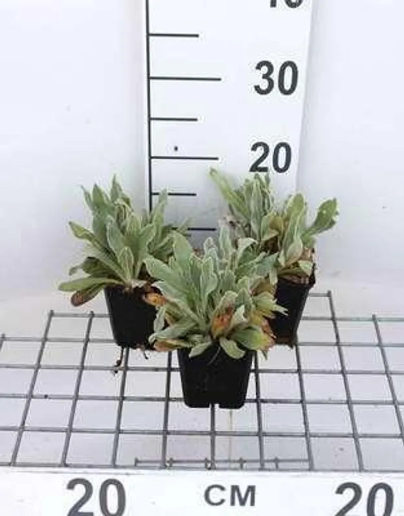 Fleurs Blanches pour Massif Lychnis chal. Alba Œillet Lumineux 6x